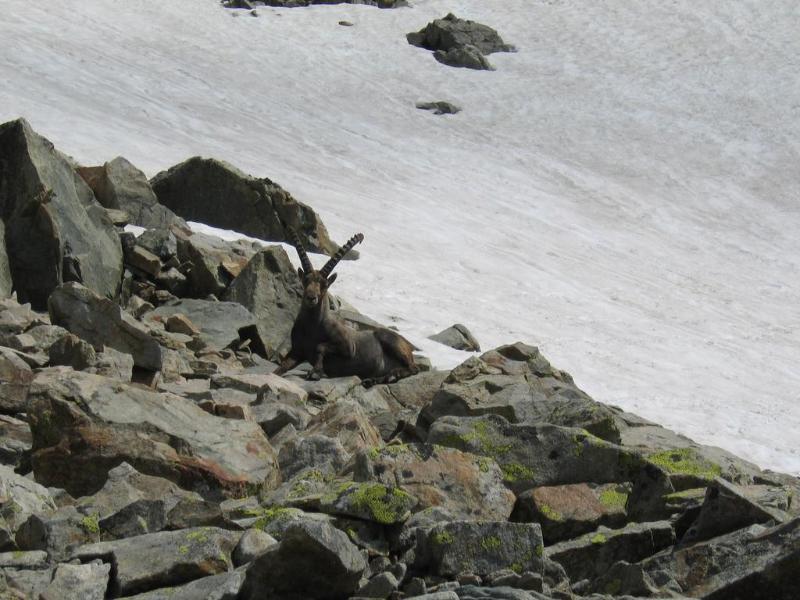 Hotel Croux Courmayeur Dış mekan fotoğraf